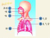 2020—2021学年人教版七年级生物下册课件-4.3.2 发生在肺内的气体交换