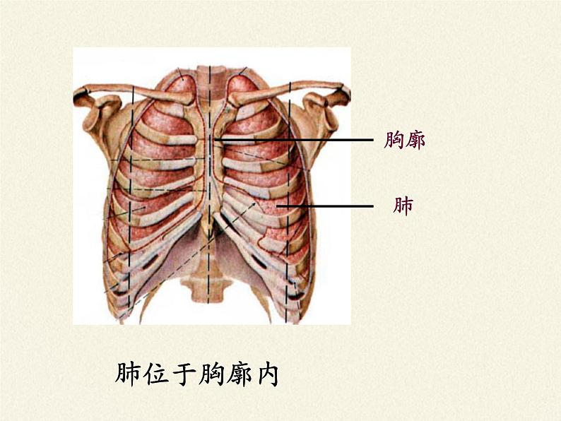 2020—2021学年人教版七年级生物下册课件-4.3.2 发生在肺内的气体交换第3页