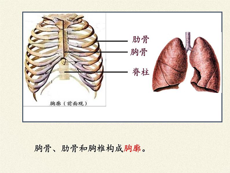 2020—2021学年人教版七年级生物下册课件-4.3.2 发生在肺内的气体交换第4页