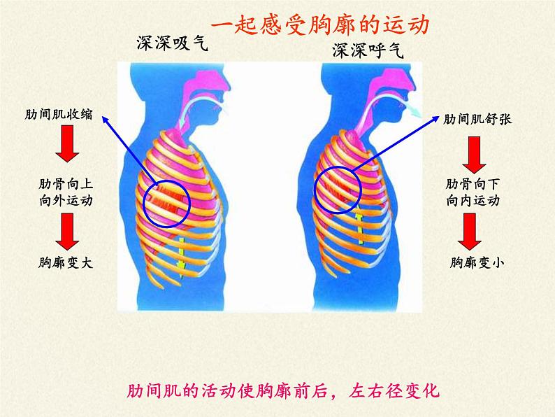 2020—2021学年人教版七年级生物下册课件-4.3.2 发生在肺内的气体交换第5页