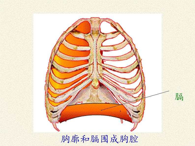 2020—2021学年人教版七年级生物下册课件-4.3.2 发生在肺内的气体交换第6页