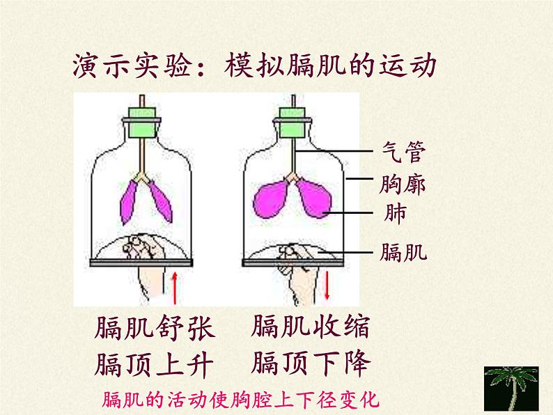 2020—2021学年人教版七年级生物下册课件-4.3.2 发生在肺内的气体交换第8页