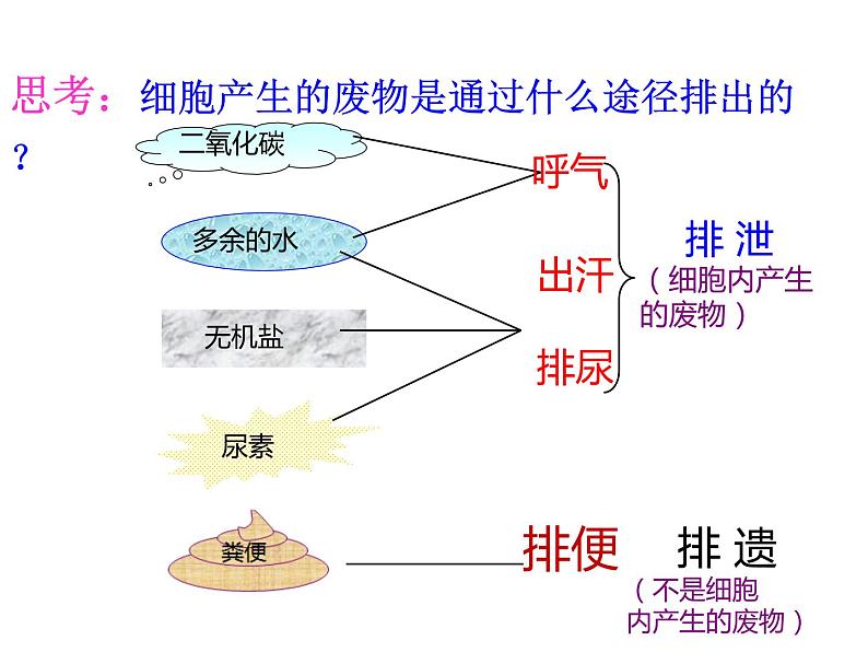 2020—2021学年人教版七年级生物下册课件-4.5 人体内废物的排出第5页