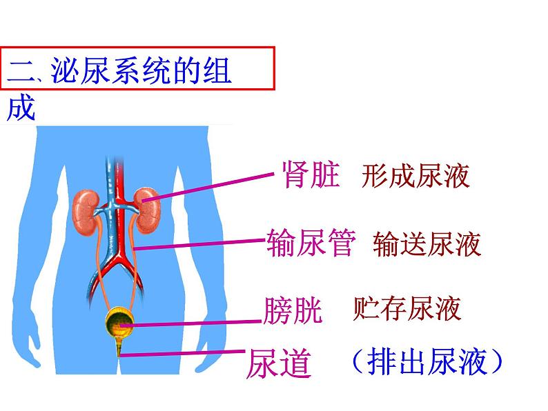 2020—2021学年人教版七年级生物下册课件-4.5 人体内废物的排出第6页