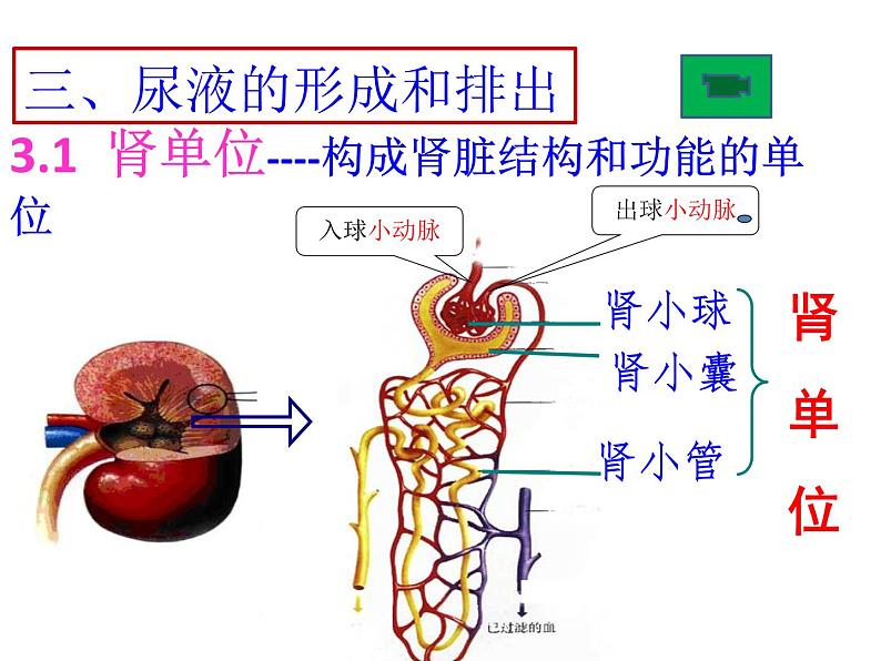 2020—2021学年人教版七年级生物下册课件-4.5 人体内废物的排出第8页