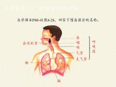 2020—2021学年人教版七年级生物下册课件-4.3.1 呼吸道对空气的处理  (1)