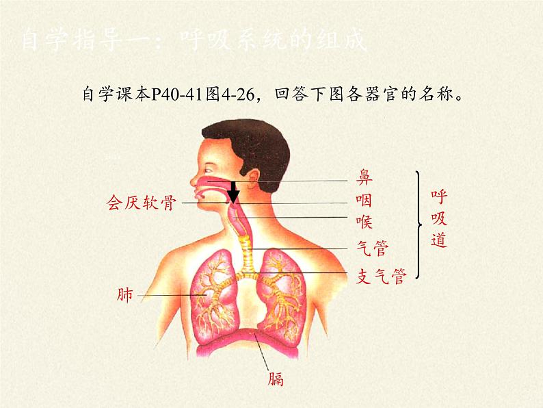 2020—2021学年人教版七年级生物下册课件-4.3.1 呼吸道对空气的处理  (1)第3页