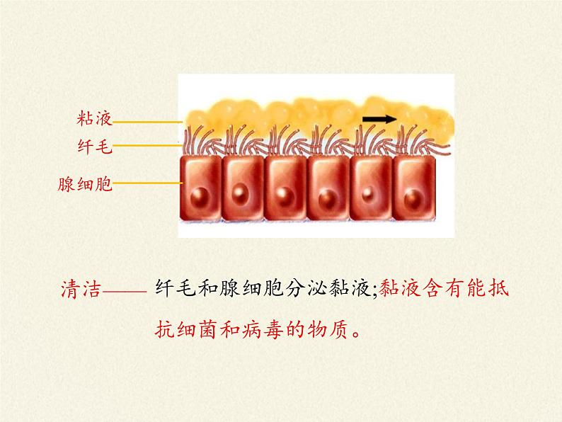 2020—2021学年人教版七年级生物下册课件-4.3.1 呼吸道对空气的处理  (1)第6页