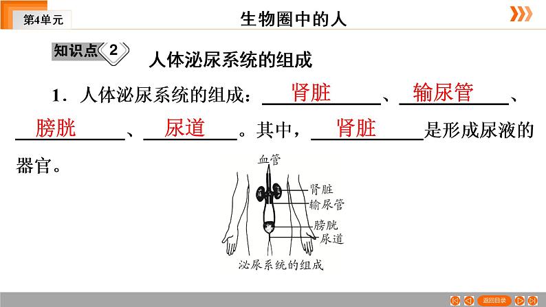 2021年中考广东专用生物一轮知识点复习第4单元 第14章　人体内废物的排出　  课件08