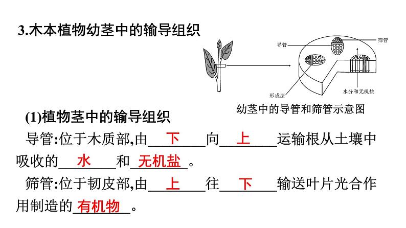 2021中考广东专用生物知识点一轮复习第三单元第三章　绿色植物与生物圈的水循环 课件第7页