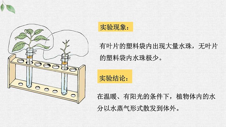 第一节 蒸腾作用课件PPT第5页