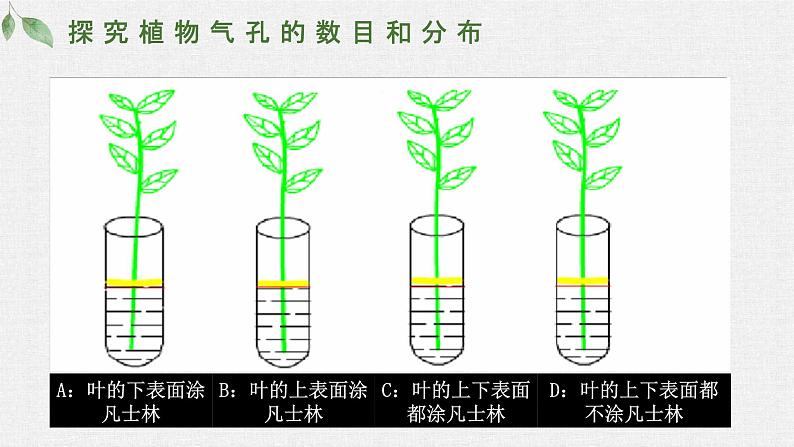 第一节 蒸腾作用课件PPT第8页