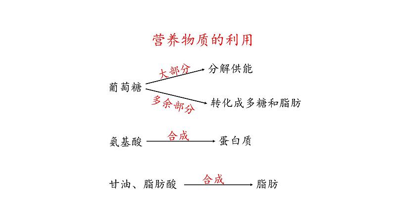 营养物质的吸收和利用PPT课件免费下载07