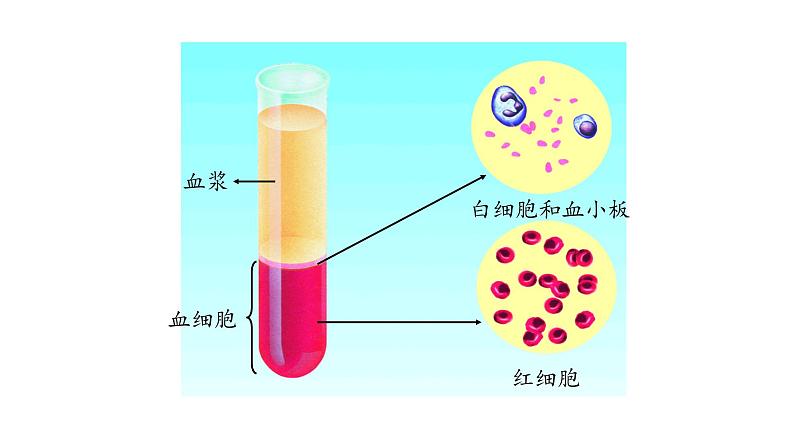 课件2.1.1 血液07