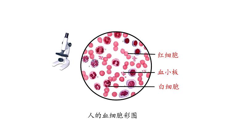 课件2.1.1 血液08