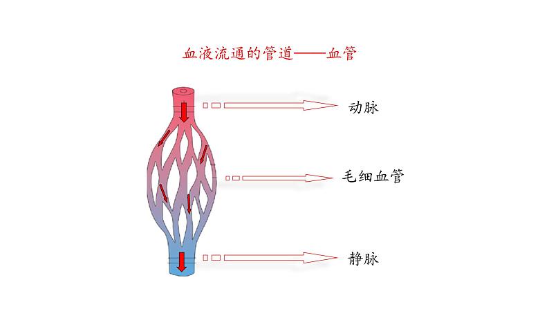 血管PPT课件免费下载04