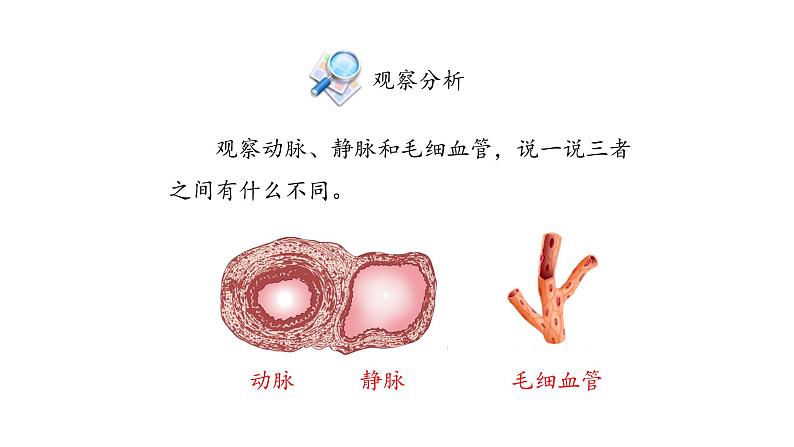 血管PPT课件免费下载05