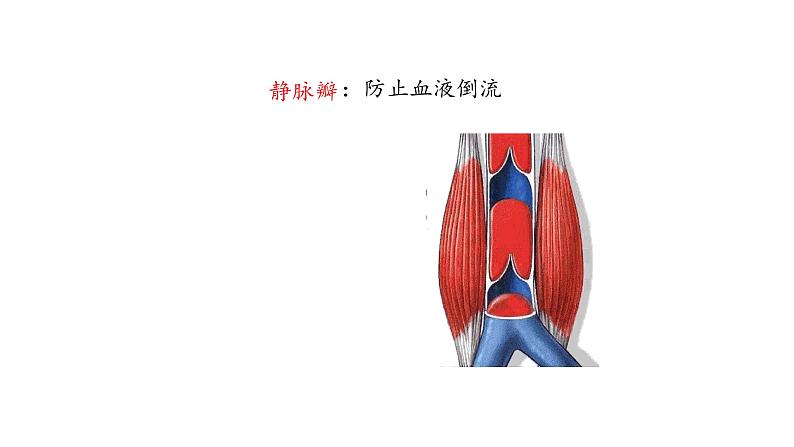 血管PPT课件免费下载08