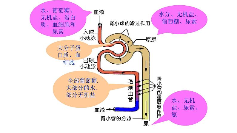 尿液的形成PPT课件免费下载06