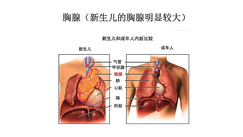 免疫PPT课件免费下载03