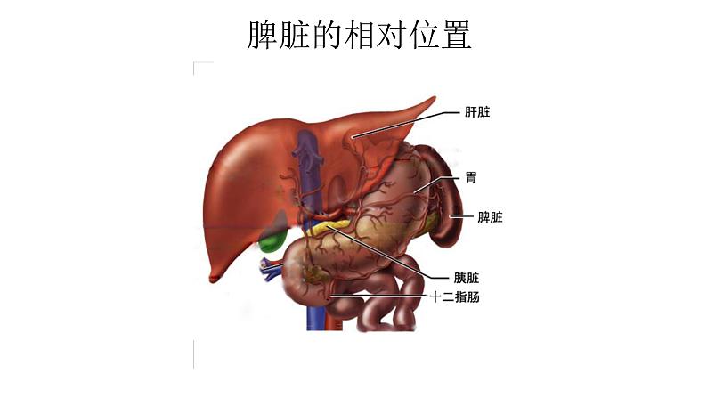 免疫PPT课件免费下载04