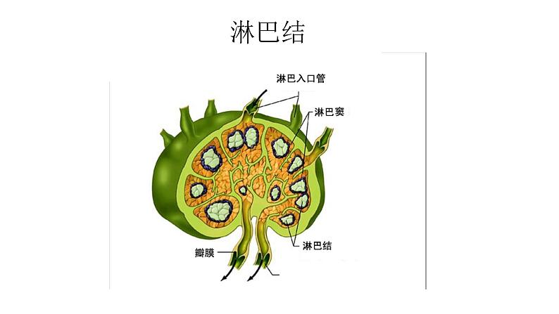 免疫PPT课件免费下载05