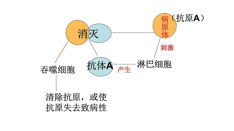 免疫PPT课件免费下载06