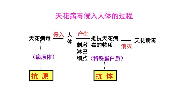 免疫PPT课件免费下载08