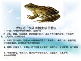 冀教版七年级上册 生物 课件 1.4.7两栖类和爬行类