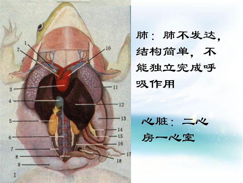 冀教版七年级上册 生物 课件 1.4.7两栖类和爬行类04