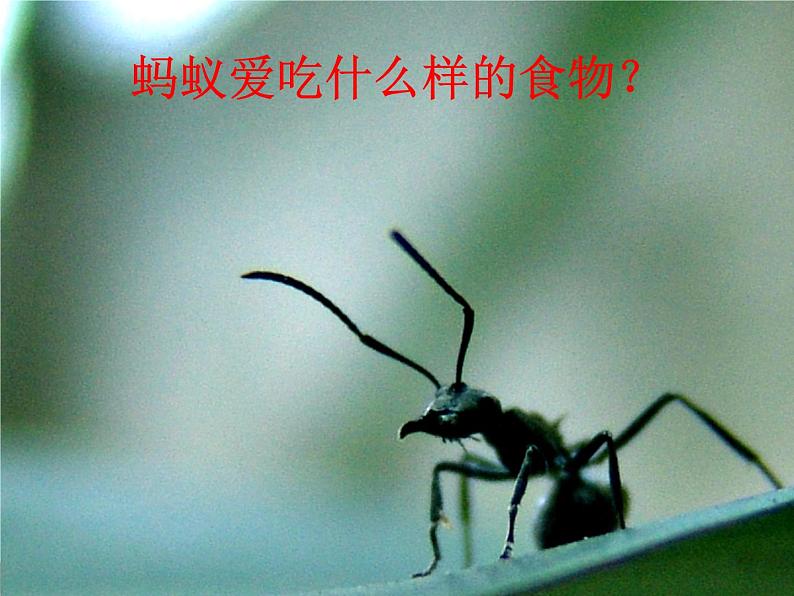 冀教版七年级上册 生物 课件 1.1.4学习探究第6页