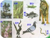 冀教版七年级上册 生物 课件 1.5.1尝试对生物进行分类