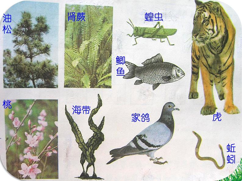 冀教版七年级上册 生物 课件 1.5.1尝试对生物进行分类05