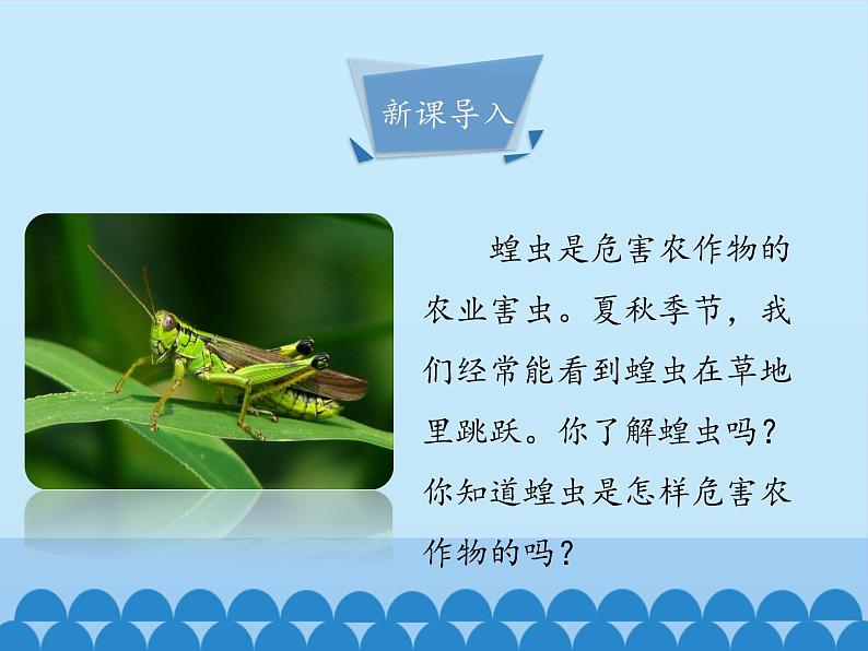 冀教版七年级上册 生物 课件 1.4.5节肢动物03