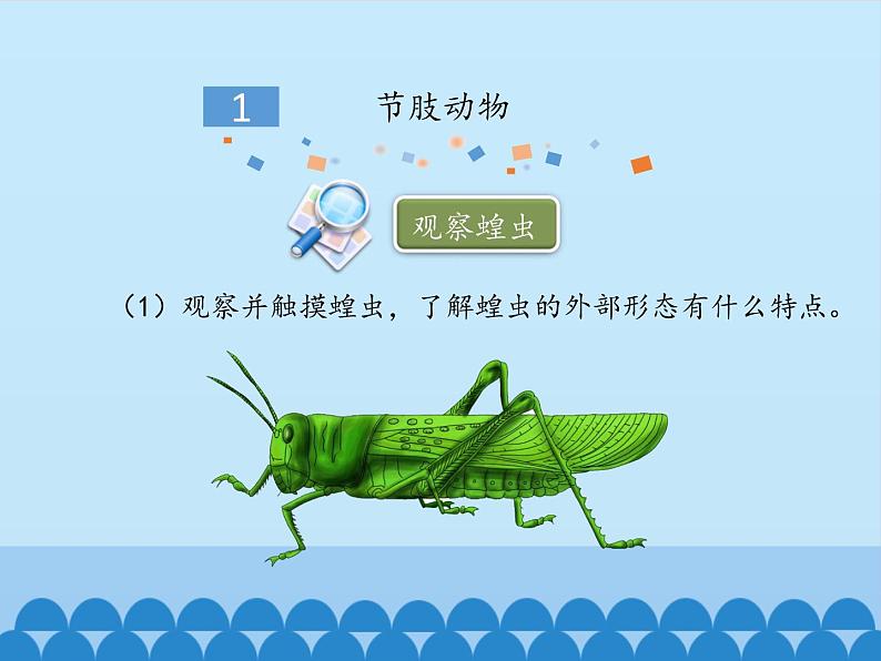 冀教版七年级上册 生物 课件 1.4.5节肢动物05