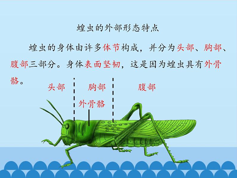 冀教版七年级上册 生物 课件 1.4.5节肢动物06