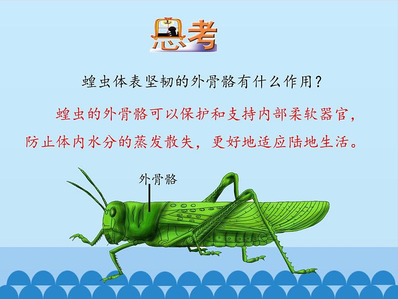 冀教版七年级上册 生物 课件 1.4.5节肢动物07