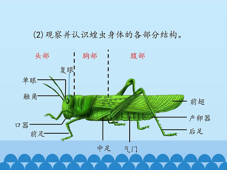 冀教版七年级上册 生物 课件 1.4.5节肢动物08