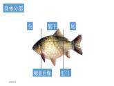 冀教版七年级上册 生物 课件 1.4.6鱼类2