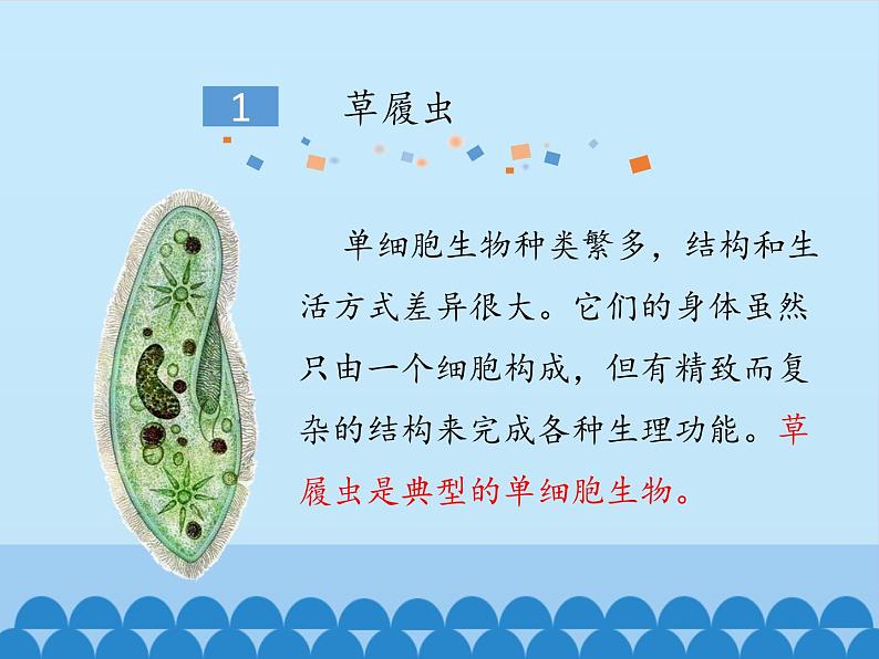 冀教版七年级上册 生物 课件 1.2.4单细胞生物体05