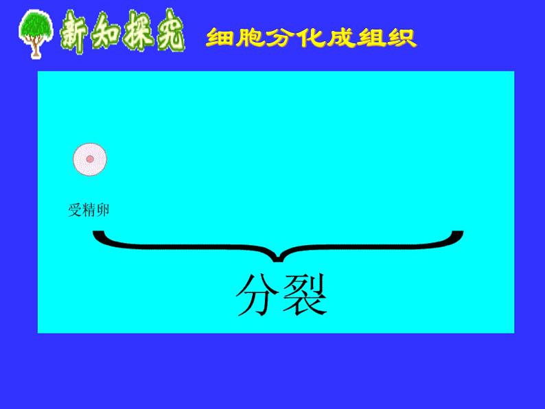 冀教版七年级上册 生物 课件 1.2.2细胞分化形成组织04