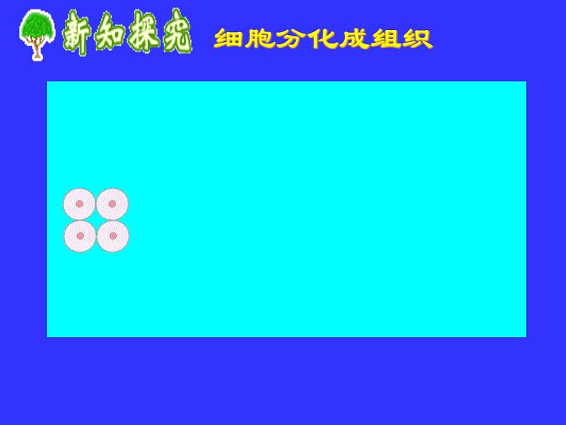 冀教版七年级上册 生物 课件 1.2.2细胞分化形成组织05