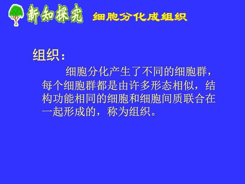 冀教版七年级上册 生物 课件 1.2.2细胞分化形成组织06