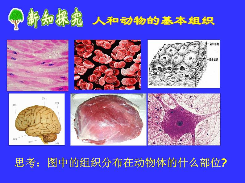 冀教版七年级上册 生物 课件 1.2.2细胞分化形成组织07