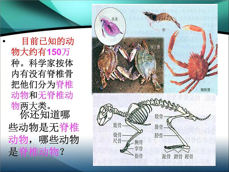 腔肠动物和扁形动物PPT课件免费下载03