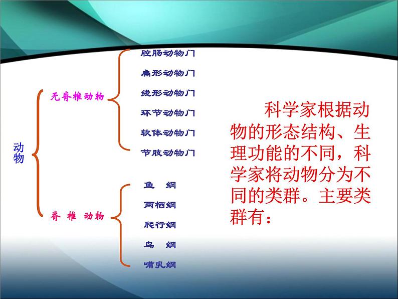 腔肠动物和扁形动物PPT课件免费下载04