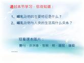 哺乳类PPT课件免费下载