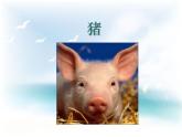 哺乳类PPT课件免费下载