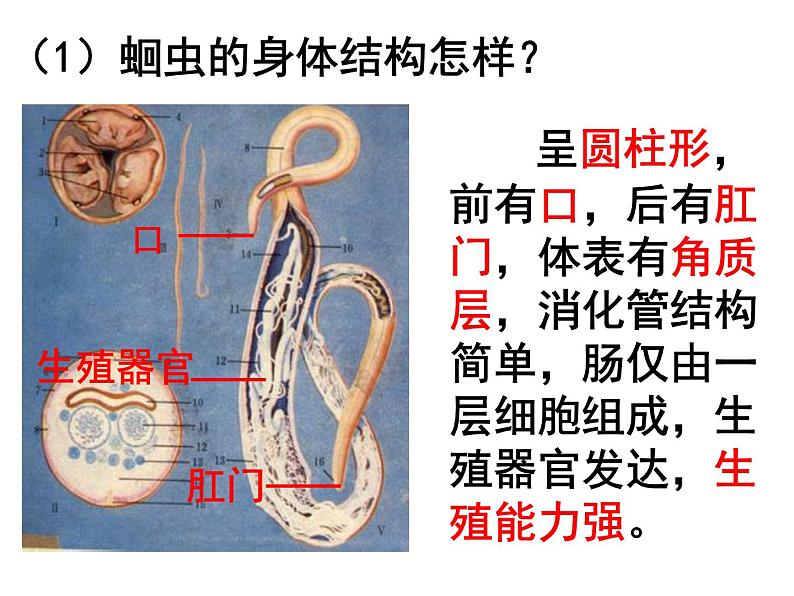 线形动物和环节动物PPT课件免费下载04