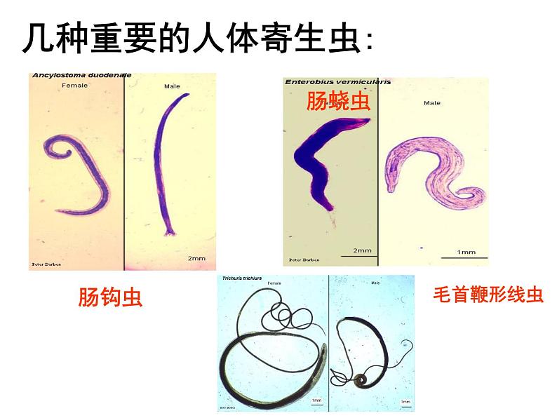 线形动物和环节动物PPT课件免费下载07